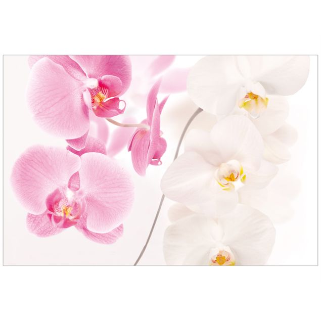Pellicola per vetri Orchidee delicate