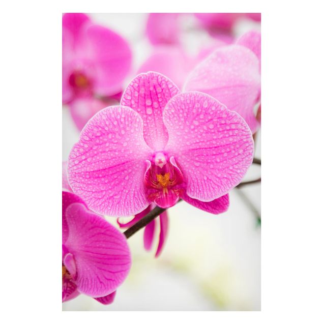 Lavagne magnetiche con fiori Orchidea ravvicinata