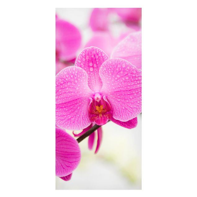 Lavagne magnetiche con fiori Orchidea ravvicinata