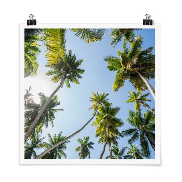 Poster paesaggi naturali Chioma di palma