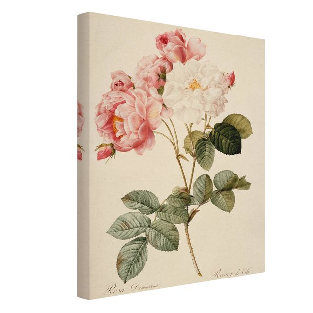 Quadri fiori Pierre Joseph Redoute - Rosa damascena