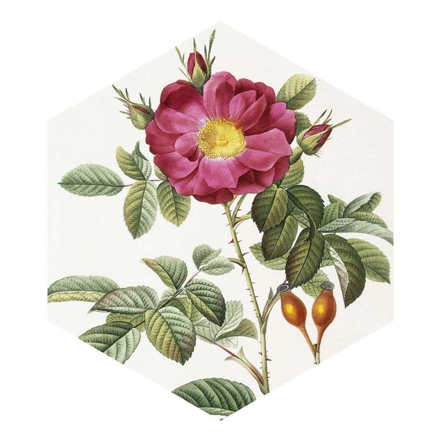 Carte da parati floreali Pierre Joseph Redoute - Rosa di Portland