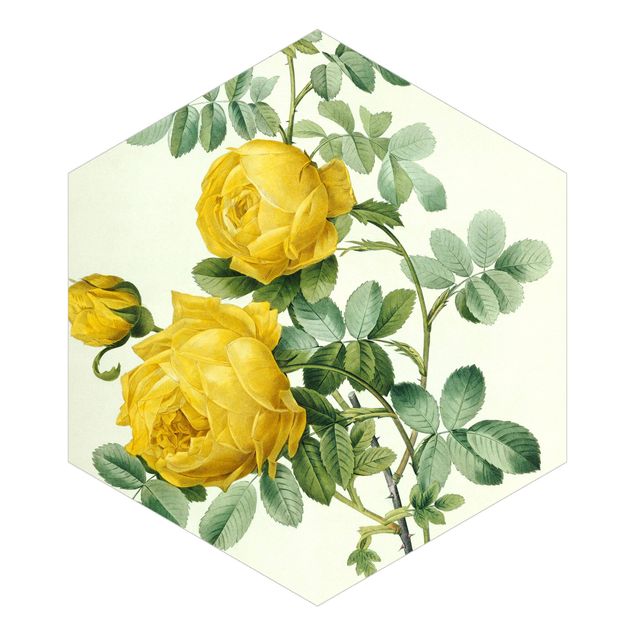Carta da parati a fiori Pierre Joseph Redoute - Rosa Sulfurea