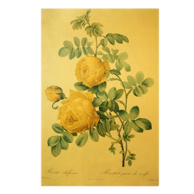 Quadri con fiori Pierre Joseph Redoute - Rosa Sulfurea