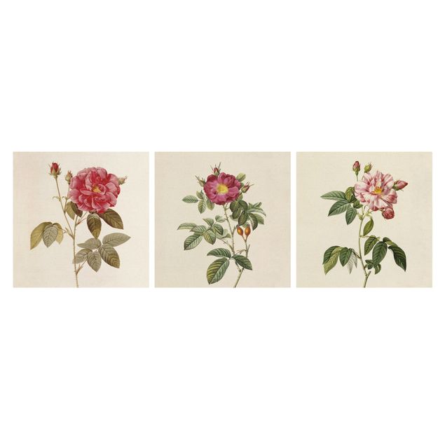 Quadri di fiori Pierre Joseph Redouté - Rose