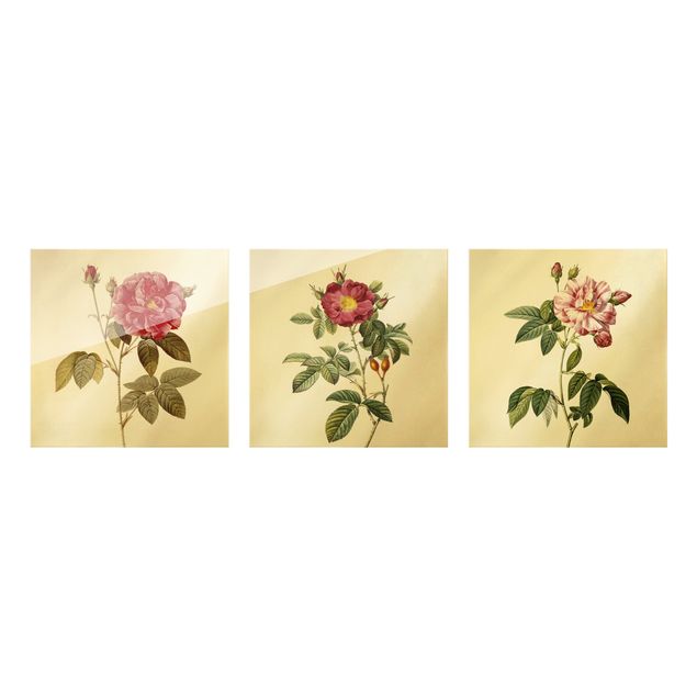 Quadri con fiori Pierre Joseph Redouté - Rose