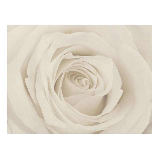 Stampe Bella rosa bianca