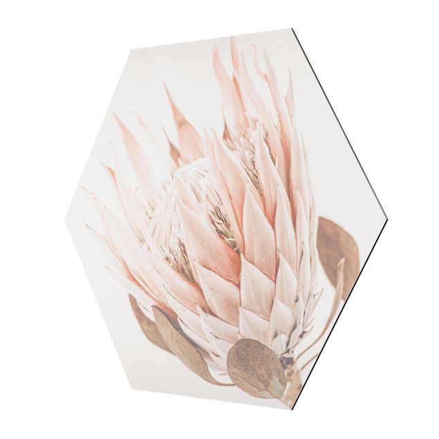 Stampe Protea regina dei fiori