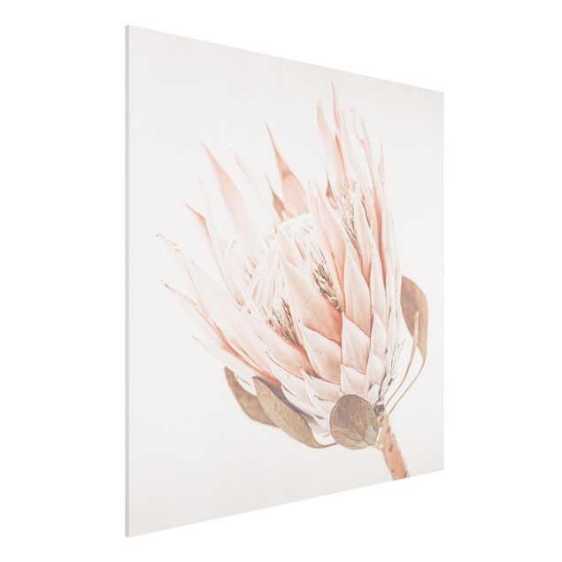 Quadro moderno Protea regina dei fiori