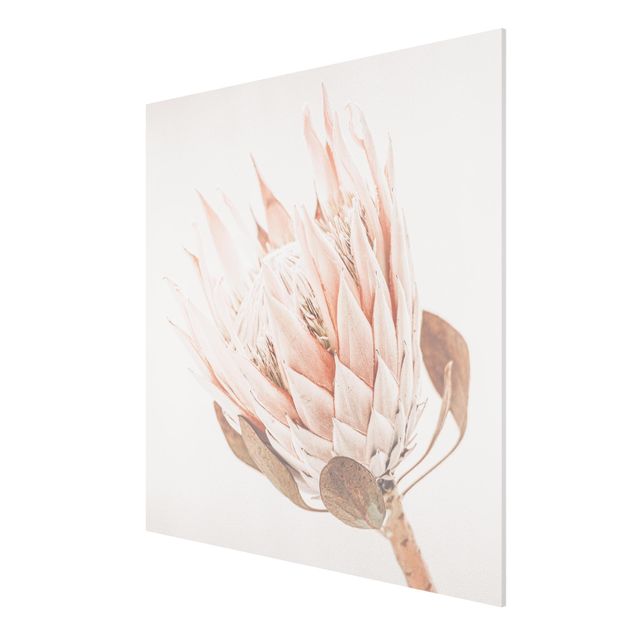 Quadro floreale Protea regina dei fiori