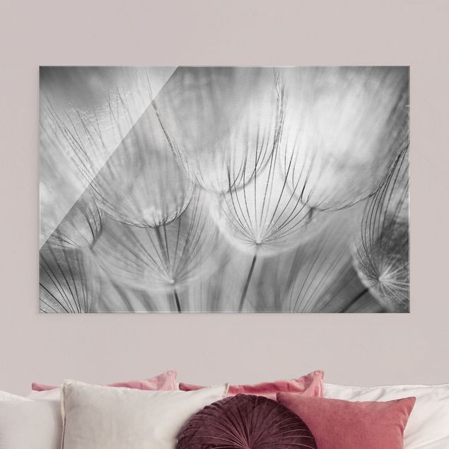 Quadri in vetro con fiori Dandelions macro shot in black and white
