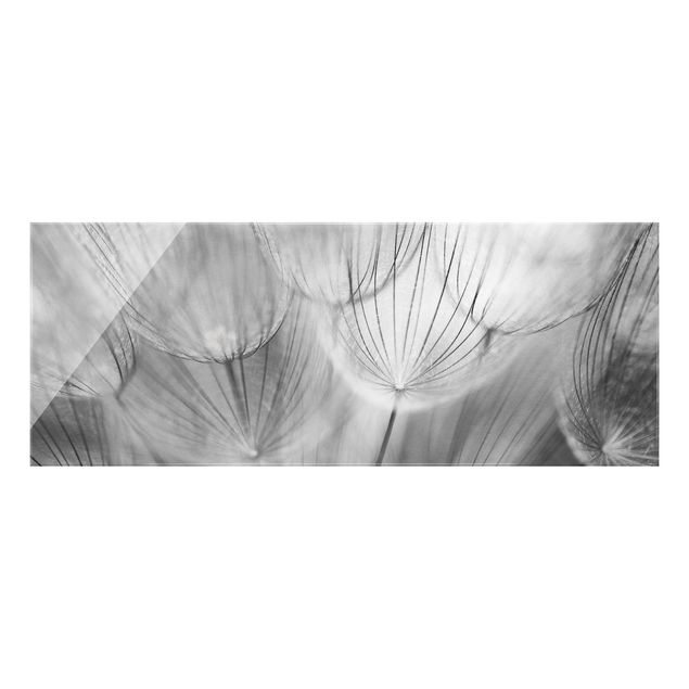 Quadri Dandelions macro shot in black and white