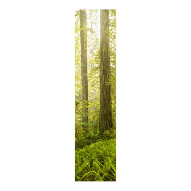 Quadri Rainer Mirau Vista sulla foresta del parco statale di Redwood