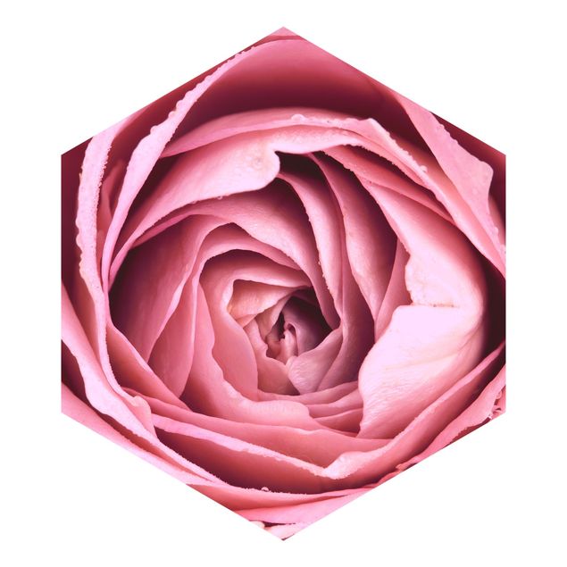 Carta parati rosa Fiore di rosa rosa