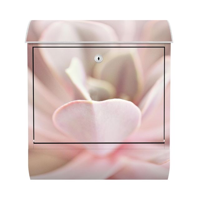 Cassette della posta rosa Fiori di pianta grassa rosati