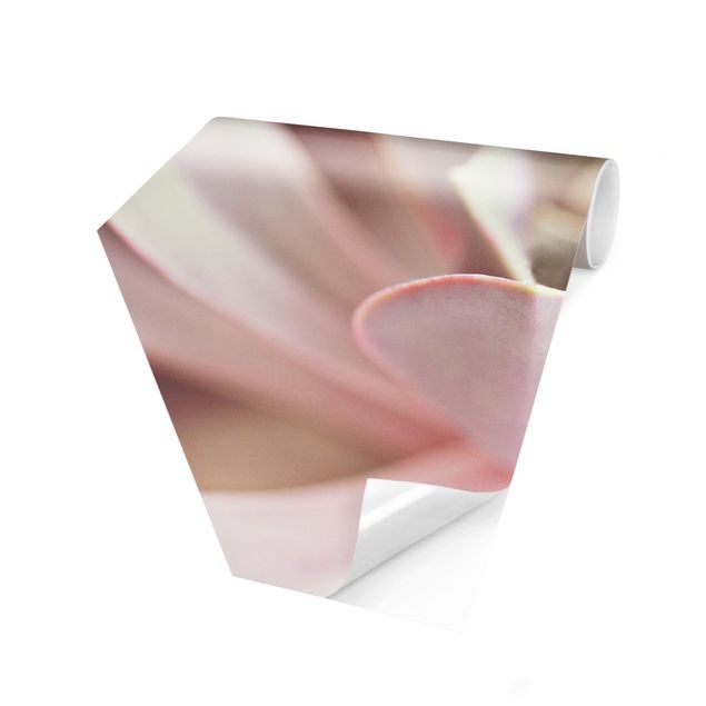 Carta da parati crema Fiori di pianta grassa rosati