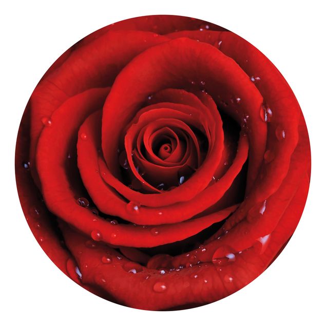 Carta da parati moderne Rosa rossa con gocce d'acqua