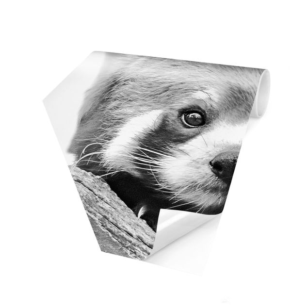 Carta da parati animali Panda rosso in bianco e nero