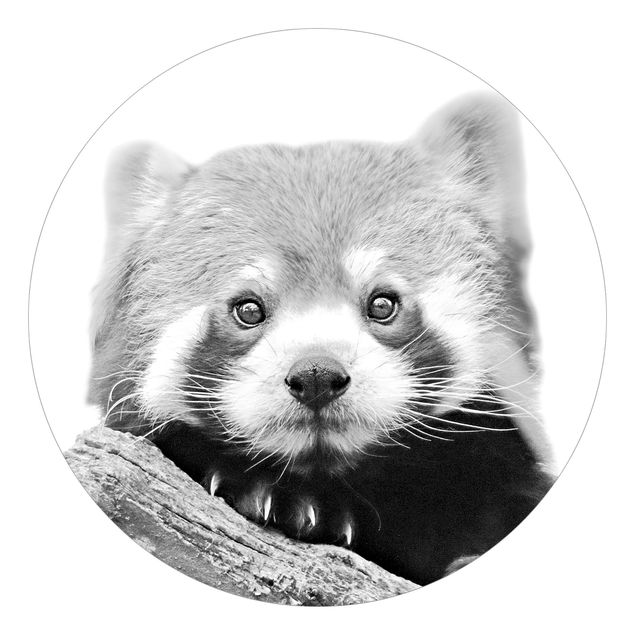 Carta da parati animali Panda rosso in bianco e nero