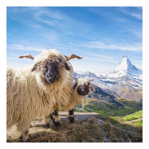 Quadri montagna Pecore dal naso nero di Zermatt