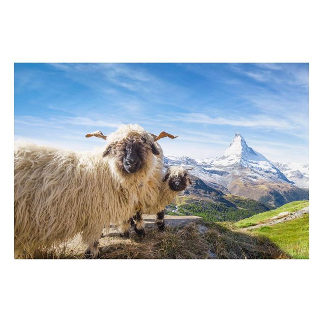 Quadro montagna Pecore dal naso nero di Zermatt