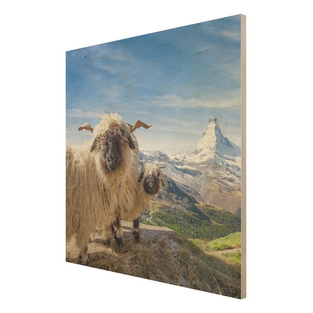 Quadri Pecore dal naso nero di Zermatt