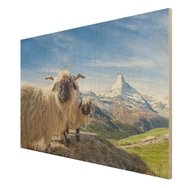 Quadri Pecore dal naso nero di Zermatt