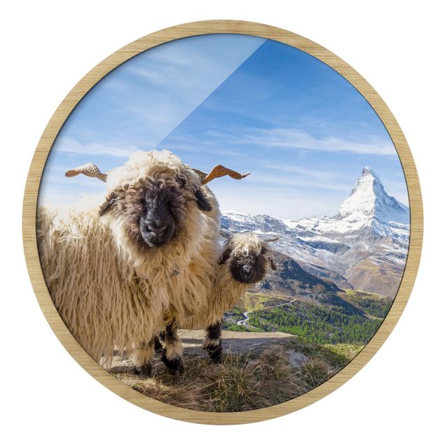 Quadri città Pecore dal naso nero di Zermatt