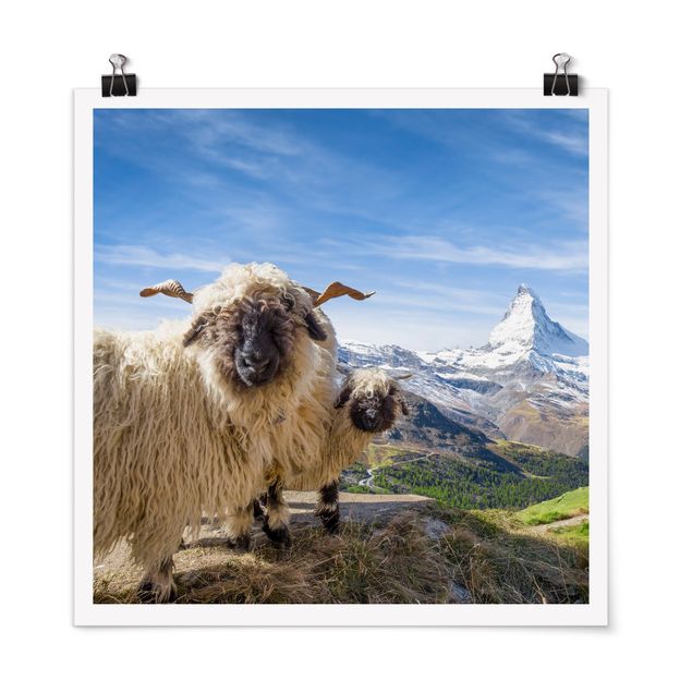 Quadro moderno Pecore dal naso nero di Zermatt