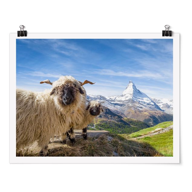 Quadro moderno Pecore dal naso nero di Zermatt