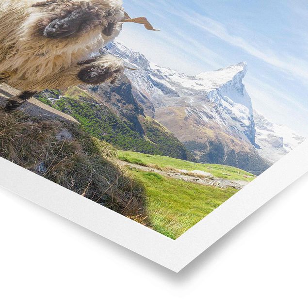 Quadro natura Pecore dal naso nero di Zermatt