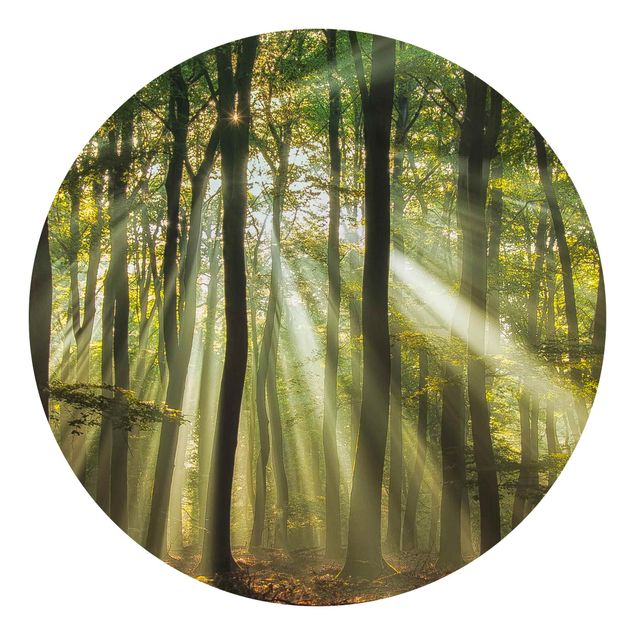 Carte da parati moderne Giornata di sole nella foresta