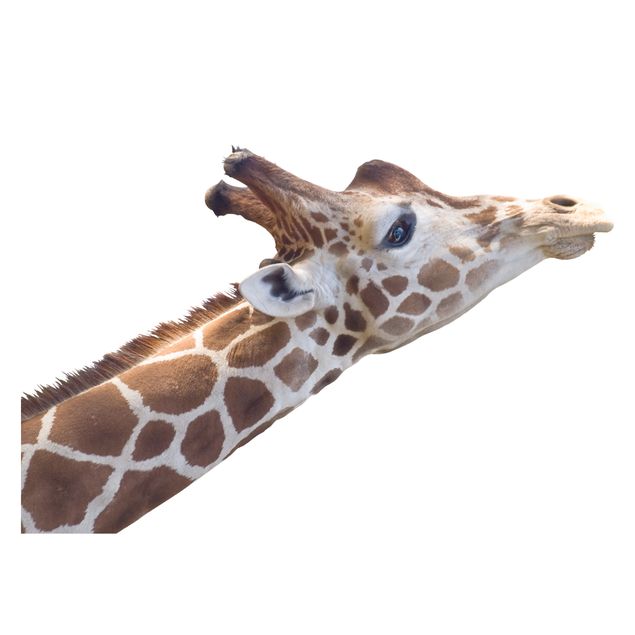 Adesivi per vetri con animali Ricerca della giraffa