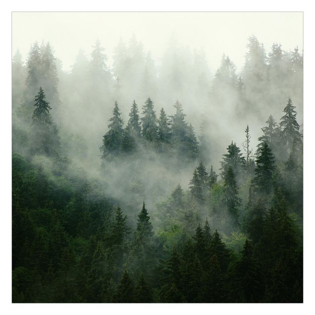 Carte da parati verdi Foresta di abeti verde intenso nella nebbia