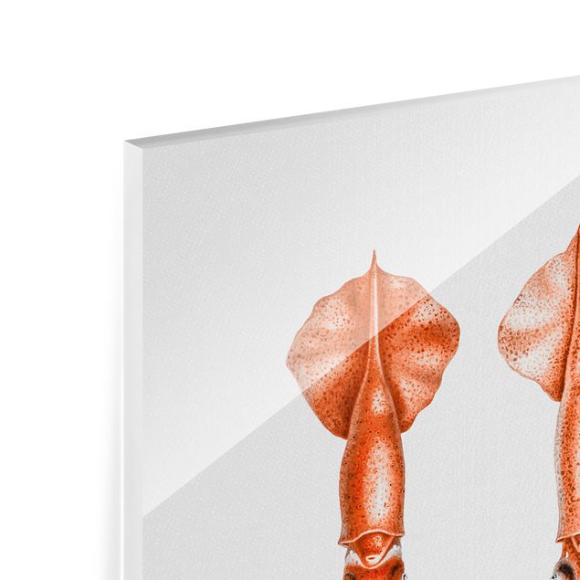 Quadri in vetro con animali Illustrazione vintage di un calamaro rosso