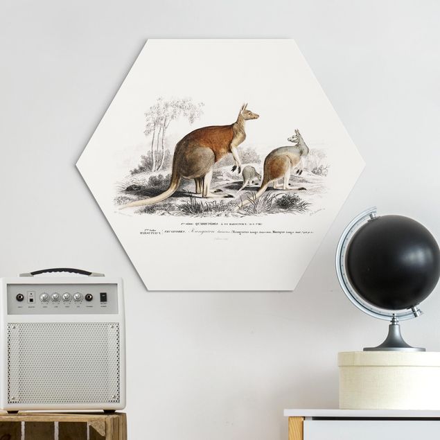 Quadri Australia Tavola didattica vintage canguro