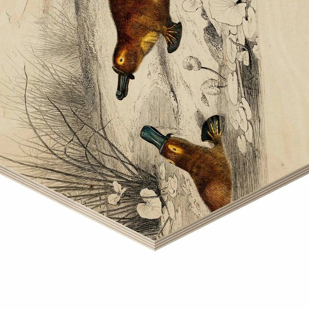 Esagono in legno - Tavola didattica vintage ornitorinco