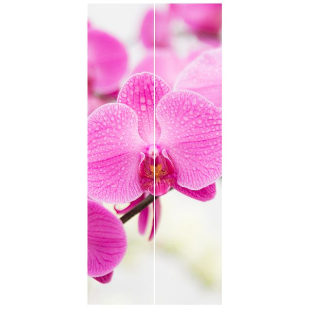 Carte da parati floreali Orchidea ravvicinata