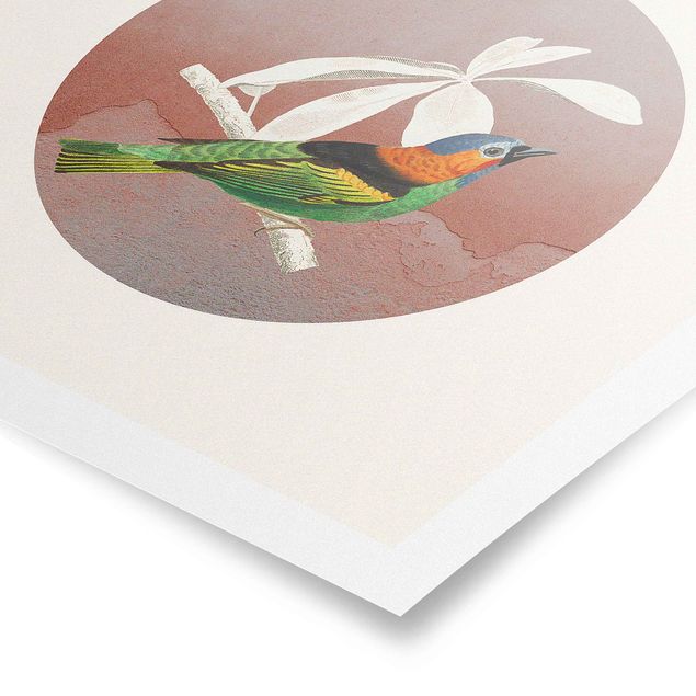 Stampe Collage di uccelli in un cerchio ll