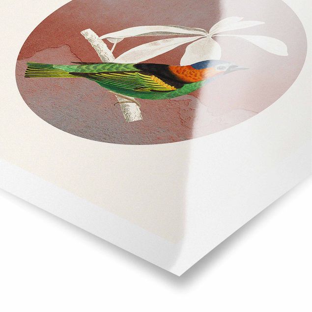 Poster Collage di uccelli in un cerchio ll