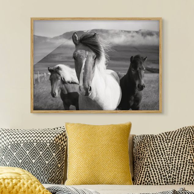Quadro cavalli Cavalli selvaggi in bianco e nero