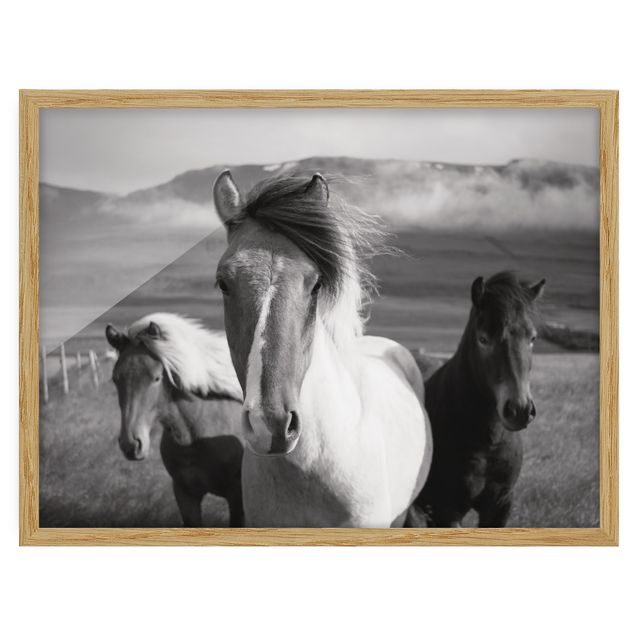 Quadro moderno Cavalli selvaggi in bianco e nero