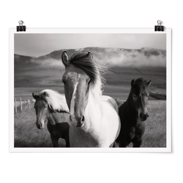 Quadri con animali Cavalli selvaggi in bianco e nero