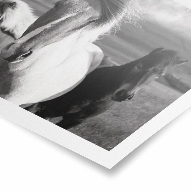 Poster in bianco e nero Cavalli selvaggi in bianco e nero