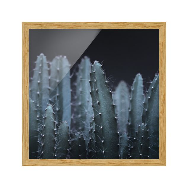 Quadro nero Cactus del deserto di notte