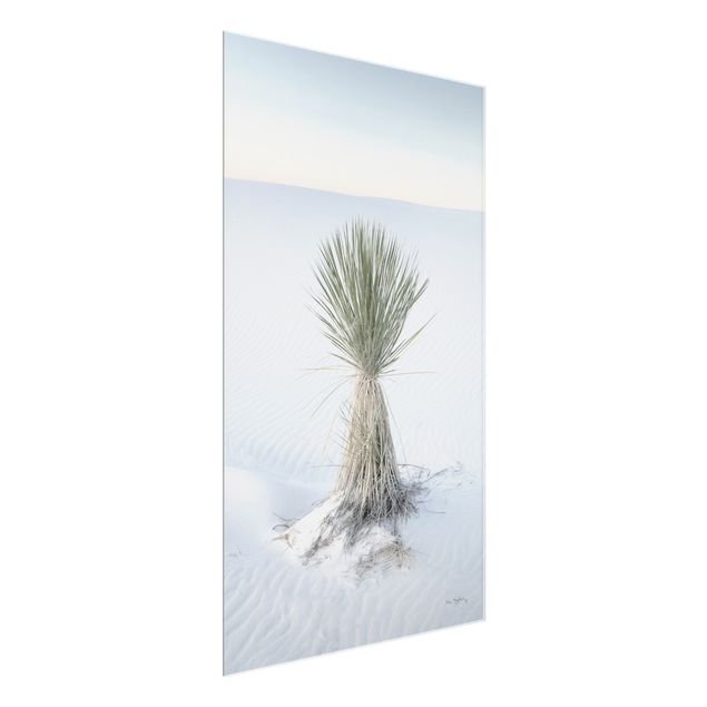 Quadro moderno Palma Yucca nella sabbia bianca