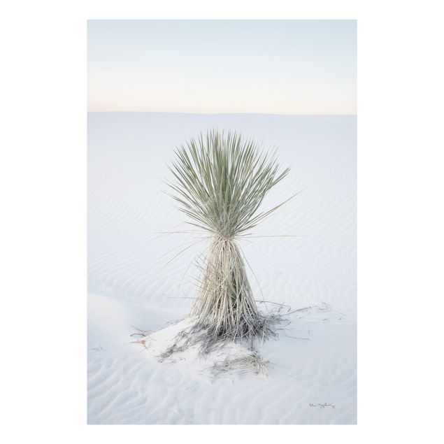 Quadro natura Palma Yucca nella sabbia bianca