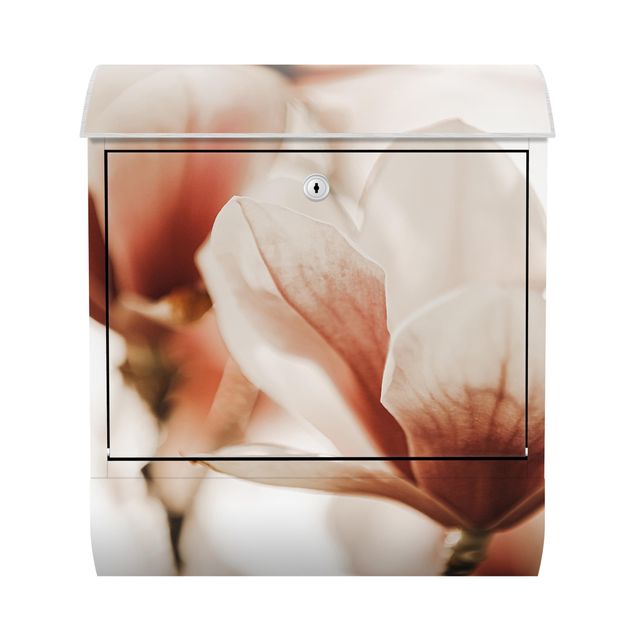 Cassette della posta rosa Delicati fiori di magnolia in un gioco di luci e ombre