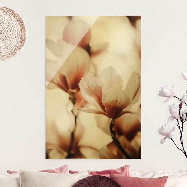 Quadri in vetro con fiori Delicati fiori di magnolia in un gioco di luci e ombre