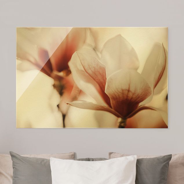 Quadro moderno Delicati fiori di magnolia in un gioco di luci e ombre
